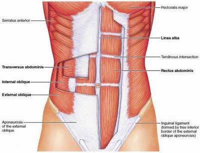 Abs Anatomy, anatomy of the abs, abs diagram, abdominal anatomy, ab parts