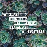 Love this quote so much. Focus on the positive and take a sec to appreciate what you have and all of the hard work you've put in. Gratitude 🙌🏻. As for the weeds, YANK 'EM OUT. Also shoutout to the succulents—your constants, bffs, fam—that brighten your life and don't need no water. 🌱🌵#leanitup (via @adriennejng)