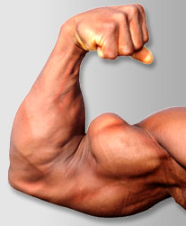 The 5 Best Biceps Exercises
