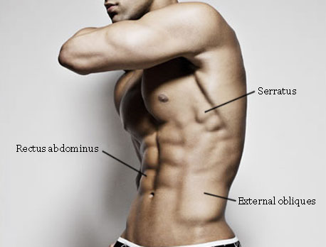 Abs anatomy. how can i get a six pack, no abs, i cant get abs, how come i cant get abs, abs wont show, why cant i get a six pack, abs, six pack, six pack abs, why can't I get abs, fitness, leanitup, lean it up