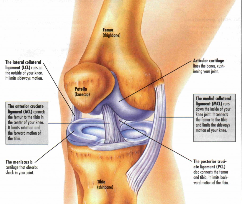 The anatomy of the knee joint the anatomy of the knee joint, anatomy of the knee, are squats bad for your knees, are barbell squats bad for your knees, do squats cause knee pain, squats and knee pain, barbell squats and knee pain, squats knee pain, knee pain squats, squats knees, squatting knee pain, squat knee pain, squat form, squat technique, squats bad knees