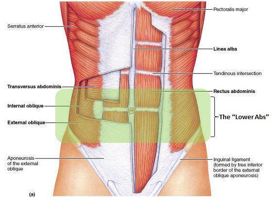 The Lower Abs Lower Abs, abs anatomy, the lower abs