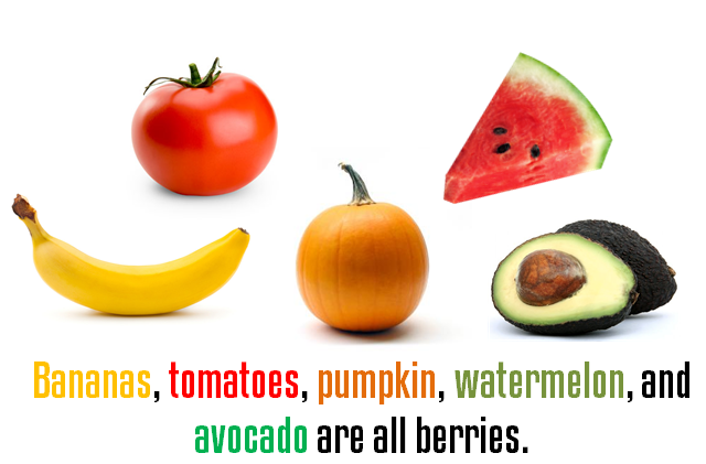 Bananas, tomatoes, pumpkin, watermelon, and avocado are all berries Bananas, tomatoes, pumpkin, watermelon, and avocado are all berries