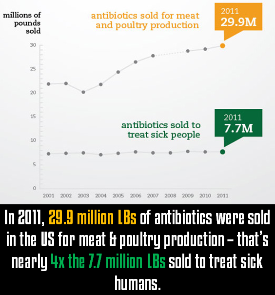 In 2011, 29.9 million LBs of antibiotics were sold in the US for meat & poultry production – that’s nearly 4x the 7.7 million LBs sold to treat sick humans In 2011, 29.9 million LBs of antibiotics were sold in the US for meat & poultry production – that’s nearly 4x the 7.7 million LBs sold to treat sick humans