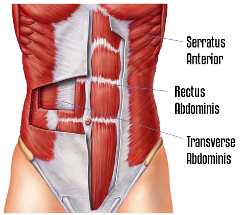 UberExercise — Build Flat, Waffle Iron Abs With Commando Crawling Planks ab anatomy, anatomy of the abs, abdominals, abs, six pack abs, abdominal anatomy, planks, crawling planks