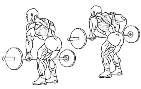 Bent-Over Barbell Rows, back exercises, best back exercises, best back exercises to build muscle, best lat exercises, best teres exercises, best rhomboid exercises, best trap exercises, best trapezius exercises, best lower back exercise, erector spinae exercises, teres exercises, rhomboids, rhomboid exercises, lat exercises