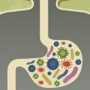 Could Your Gut Microbiome Be The Cause Of Your Weight Gain?
