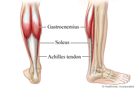 calf exercises, best calf exercises, calf anatomy, calf workout, calves workout, calves exercise, best calves workout, calf exercises for women, calf muscle exercises, gastrocnemius, soleus