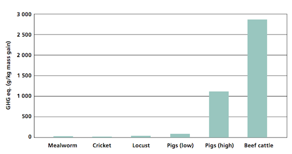 cricket protein, cricket nutrition, cricket protein bars, cricket flour, cricket bar, cricket protein powder, exo cricket bars, exo cricket, exo, cricket food, cricket sustainability,