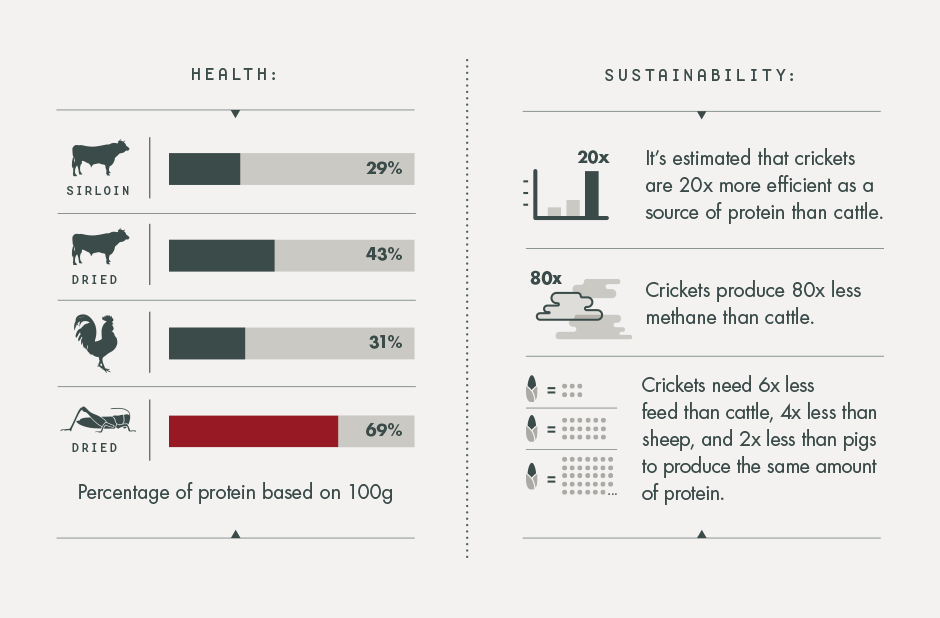 cricket protein, cricket nutrition, cricket protein bars, cricket flour, cricket bar, cricket protein powder, exo cricket bars, exo cricket, exo, cricket food, cricket sustainability,
