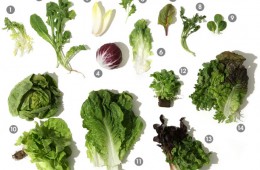 Upgrade Your Lettuce Game — Boost Your Nutrient Intake 3000% With This Two Second Salad Hack